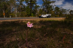 Thelymitra carnea