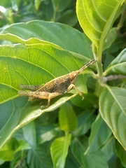 Sphenarium purpurascens