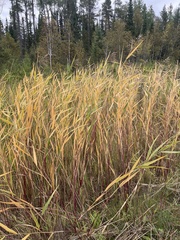 Phragmites australis americanus