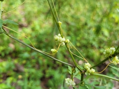 Cuscuta campestris