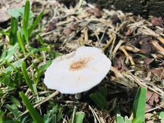 Lepiota clypeolaria