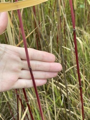 Phragmites australis americanus