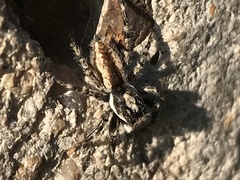 Menemerus