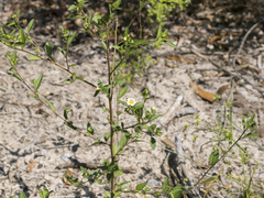 Sida rhombifolia