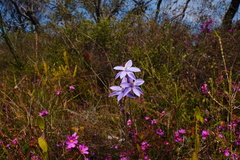 Thelymitra purpurata