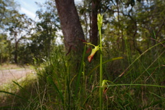 Cryptostylis subulata
