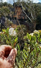 Pimelea linifolia linoides