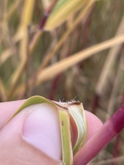 Phragmites australis americanus