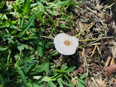 Lepiota clypeolaria