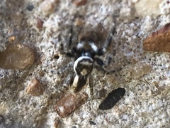 Menemerus