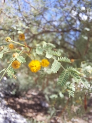 Vachellia constricta
