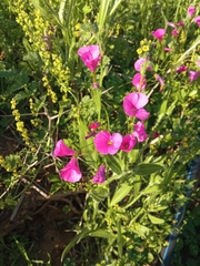 Oxalis