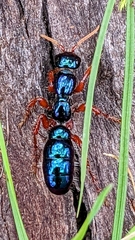 Diamma bicolor
