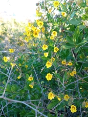 Tropaeolum brachyceras