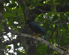 Cyanocorax yucatanicus