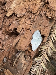 Sabulodes packardata