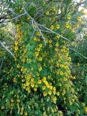 Tropaeolum brachyceras