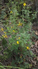 Crotalaria pumila