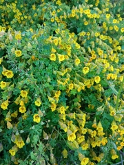 Tropaeolum brachyceras