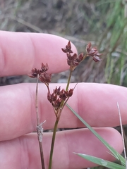 Juncus articulatus