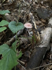 Marasmius pulcherripes