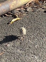 Gallus gallus domesticus
