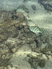 Acanthurus triostegus