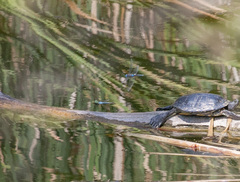 Rhionaeschna multicolor