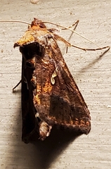 Autographa precationis