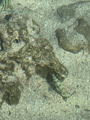 Acanthurus triostegus