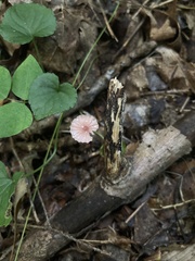 Marasmius pulcherripes