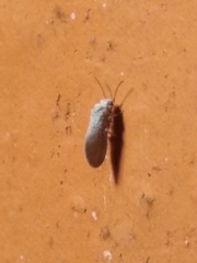 Coniopterygidae