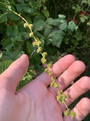 Agrimonia gryposepala