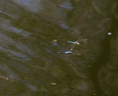 Rhionaeschna multicolor