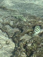 Acanthurus triostegus