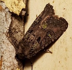 Lacinipolia renigera