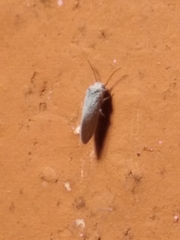 Coniopterygidae
