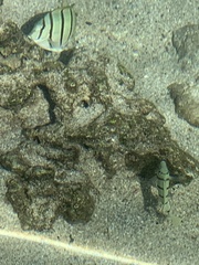 Acanthurus triostegus