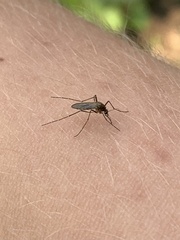 Aedes vexans