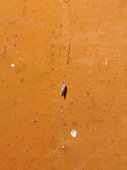 Coniopterygidae