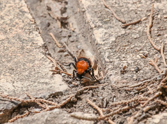 Dasymutilla calorata