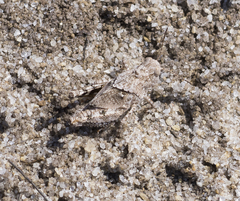 Trimerotropini