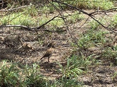 Ortygornis pondicerianus