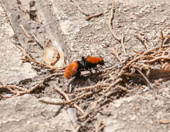 Dasymutilla calorata