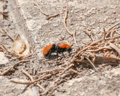 Dasymutilla calorata