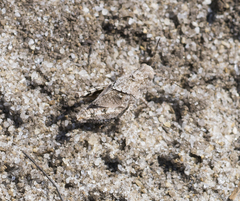Trimerotropini