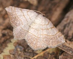 Eumacaria madopata