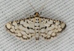 Hileithia rehamalis
