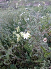 Moscharia pinnatifida