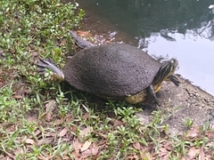 Emydidae